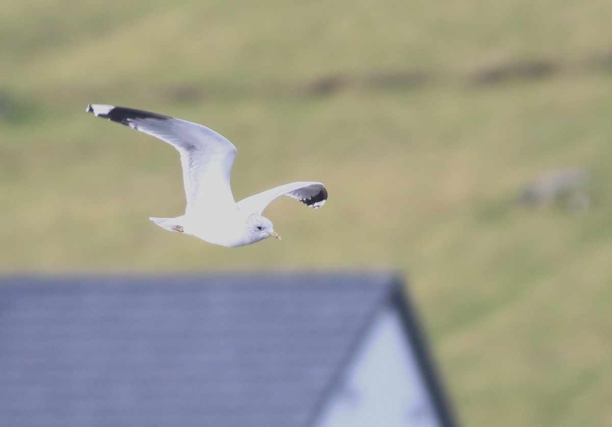 fiskemåke - ML645433007