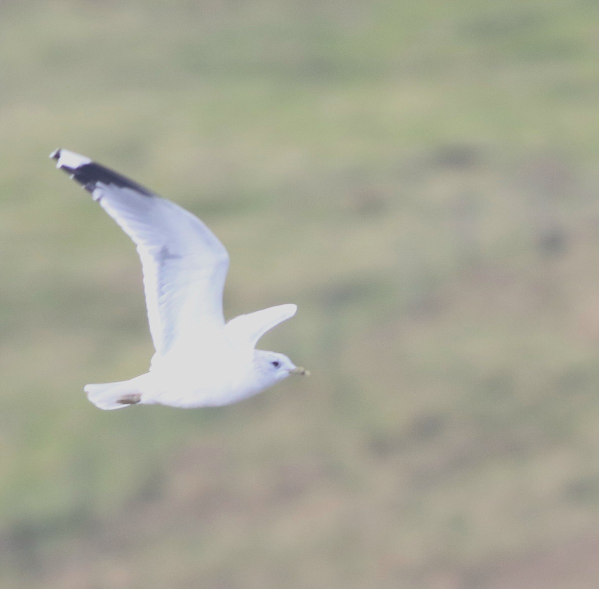 fiskemåke - ML645433009