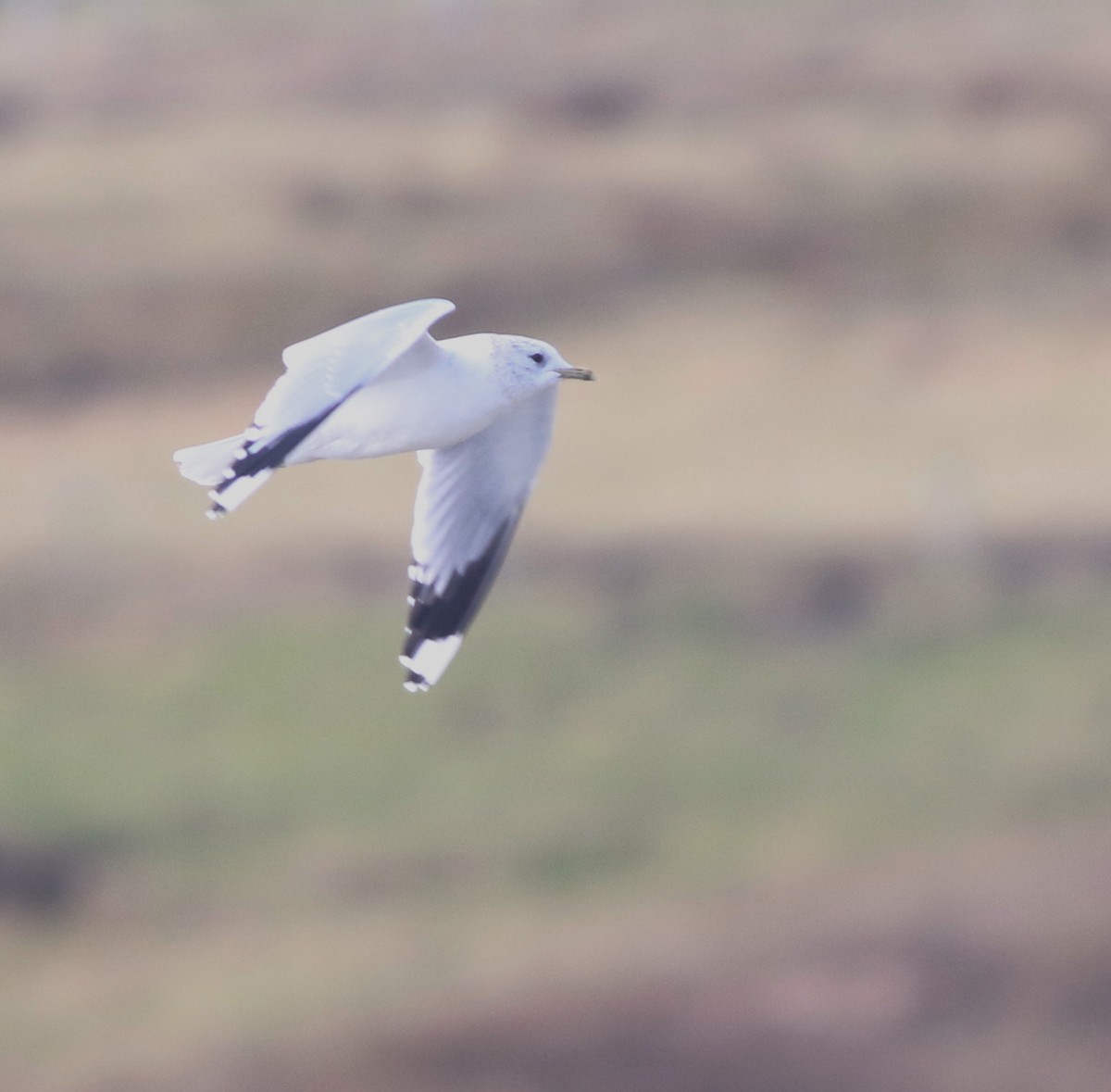 fiskemåke - ML645433010