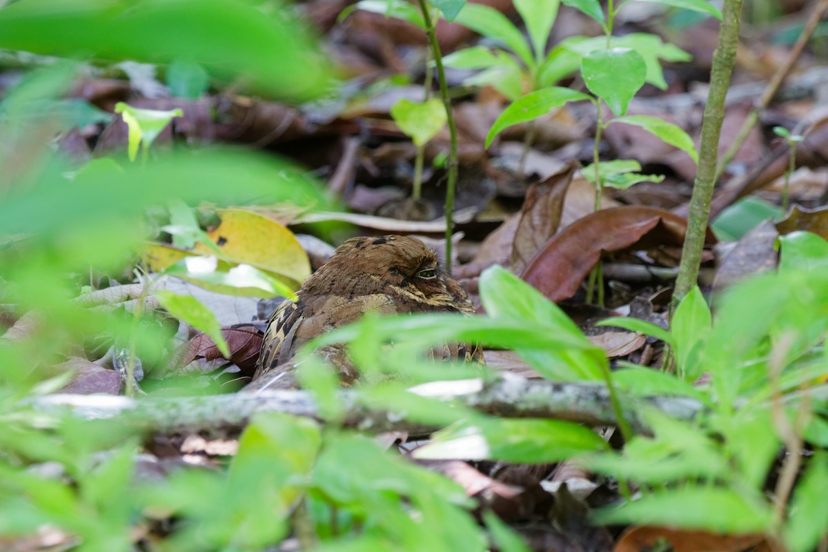 Пораке - ML645433011