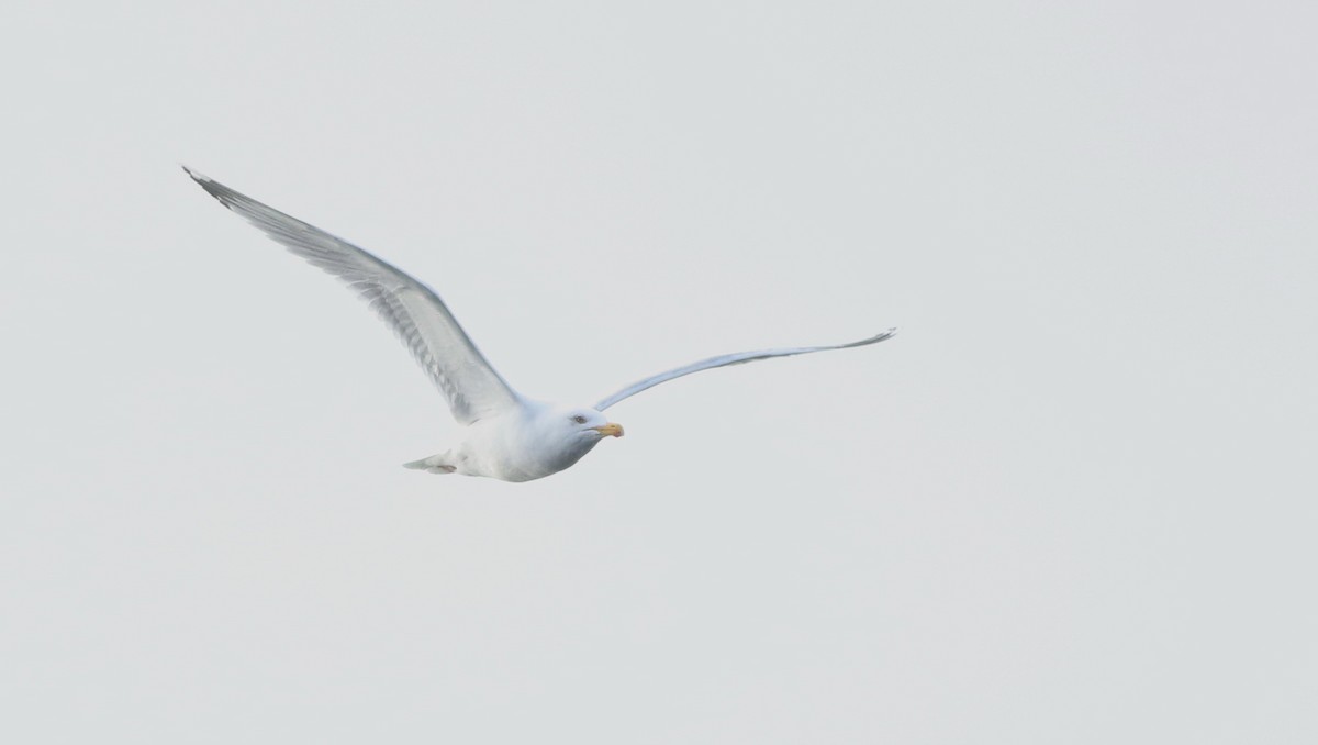 gråmåke - ML645433013