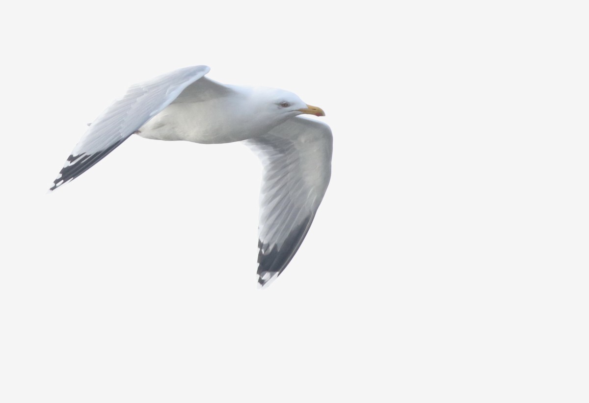 gråmåke - ML645433014