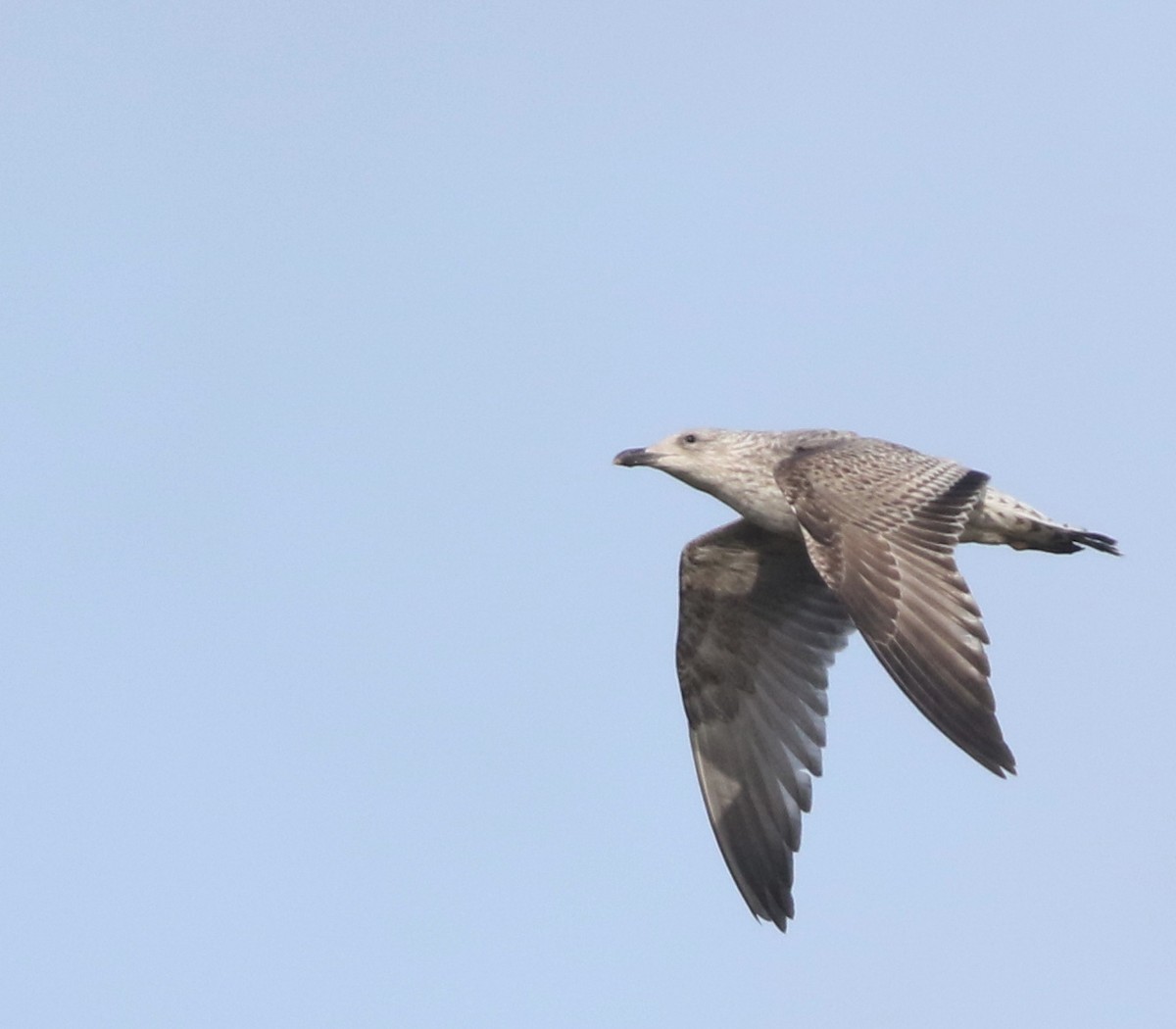 gråmåke - ML645433015