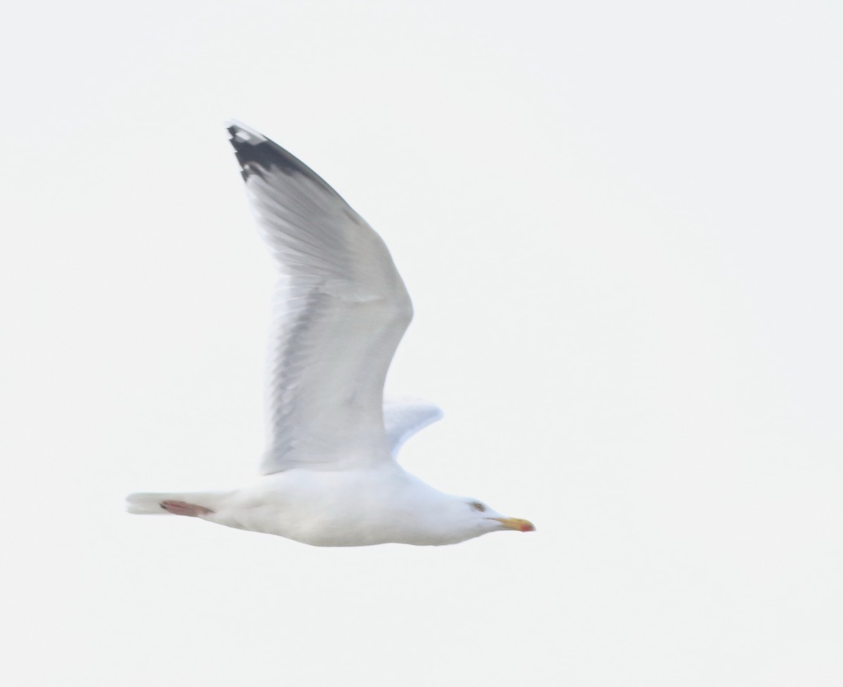 gråmåke - ML645433019