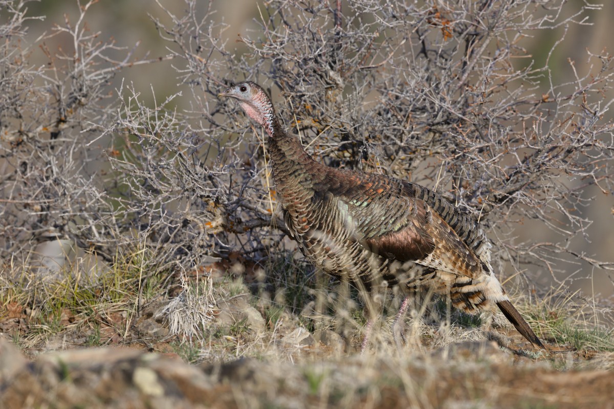 シチメンチョウ - ML645433020