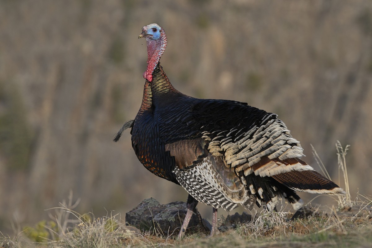 シチメンチョウ - ML645433021