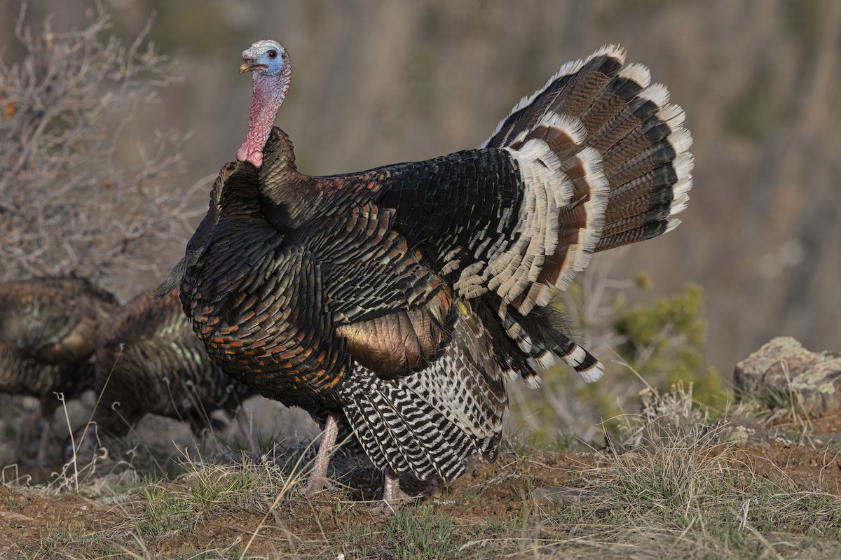 シチメンチョウ - ML645433023