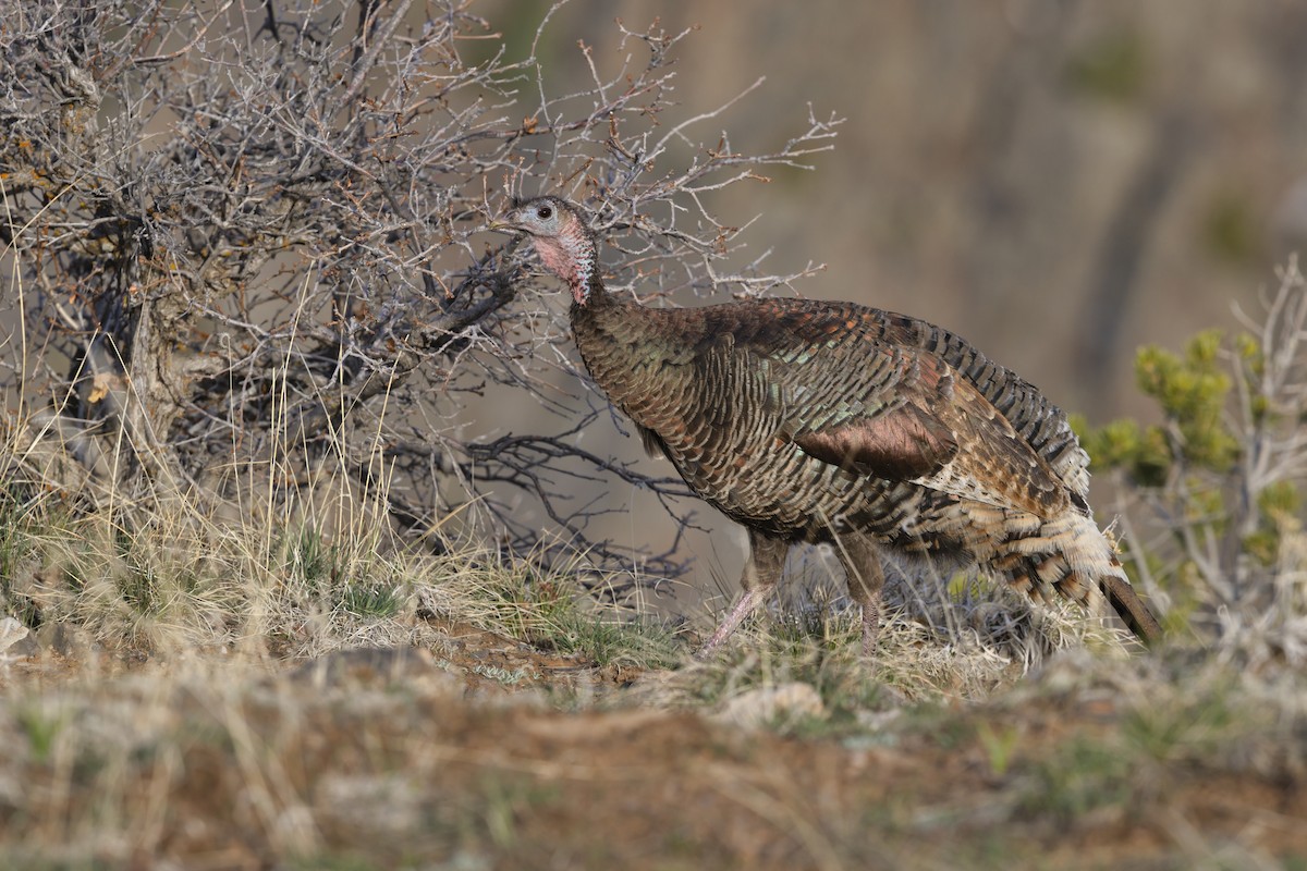 シチメンチョウ - ML645433024