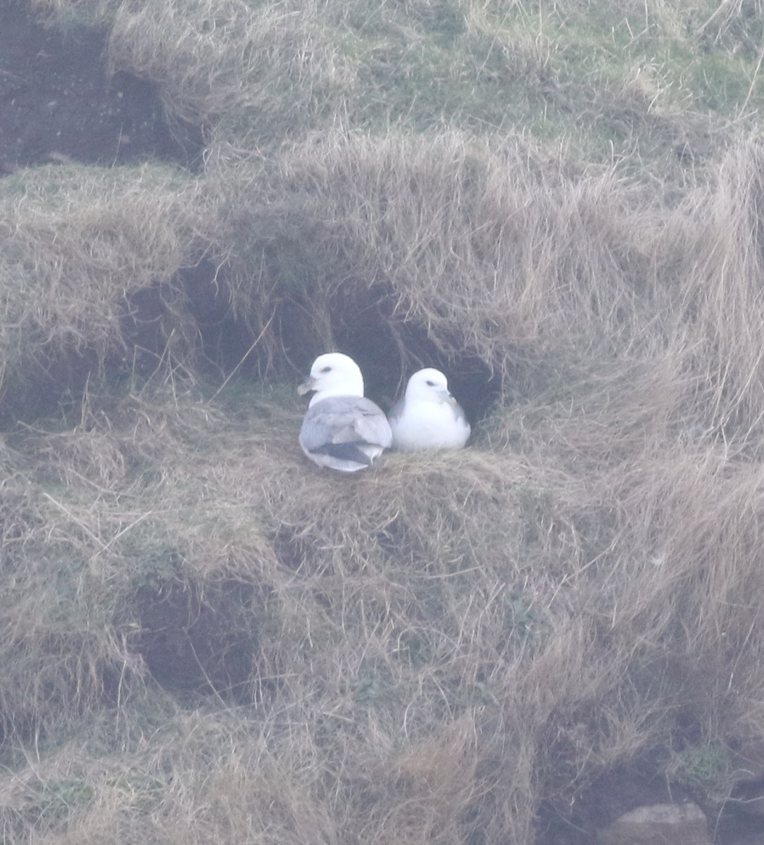 havhest - ML645433026