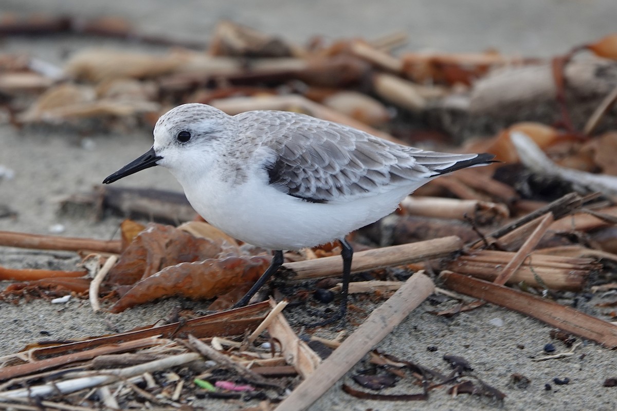 Txirri zuria - ML645433036