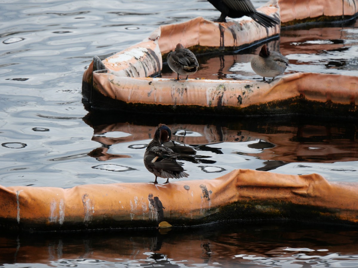 Чирянка мала - ML645433040