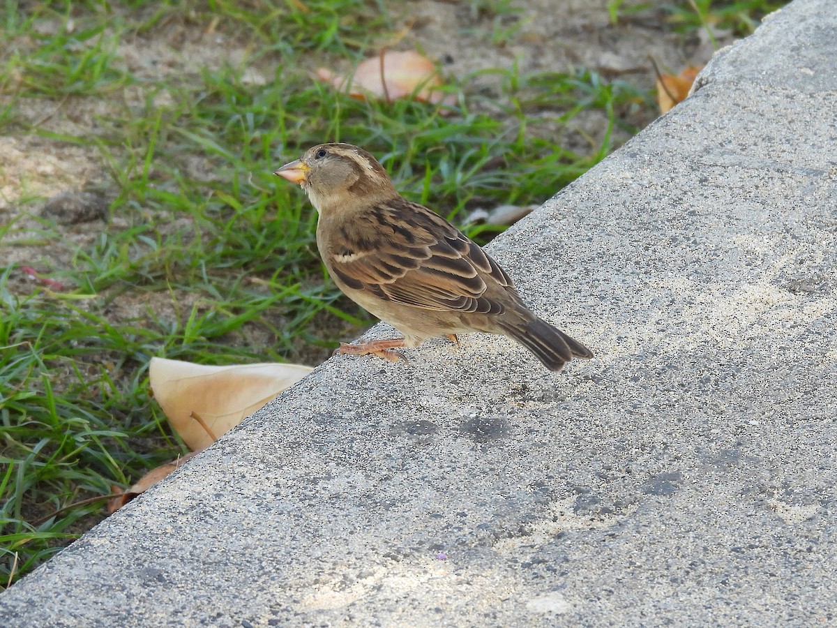 Gorrión Común - ML645433060