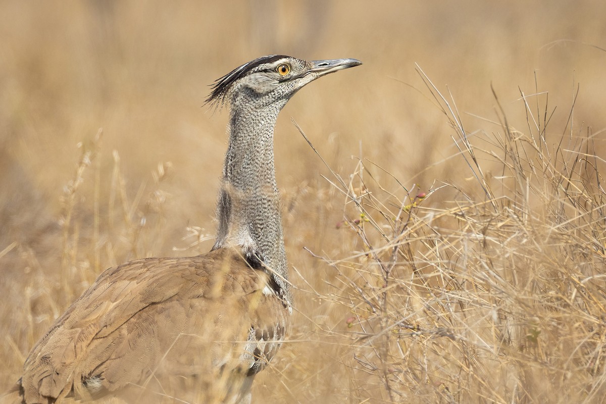 Дрофа-кори - ML645433061