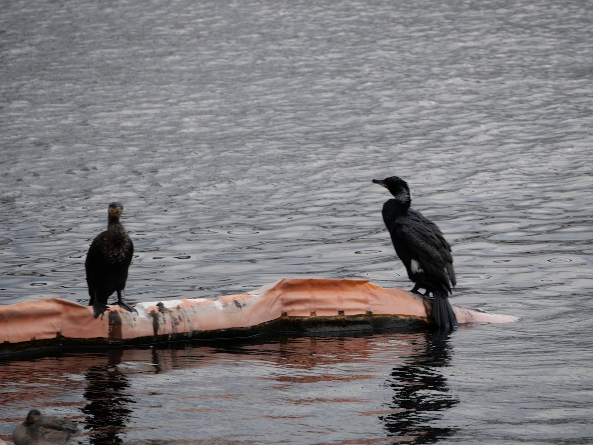 Баклан великий - ML645433070