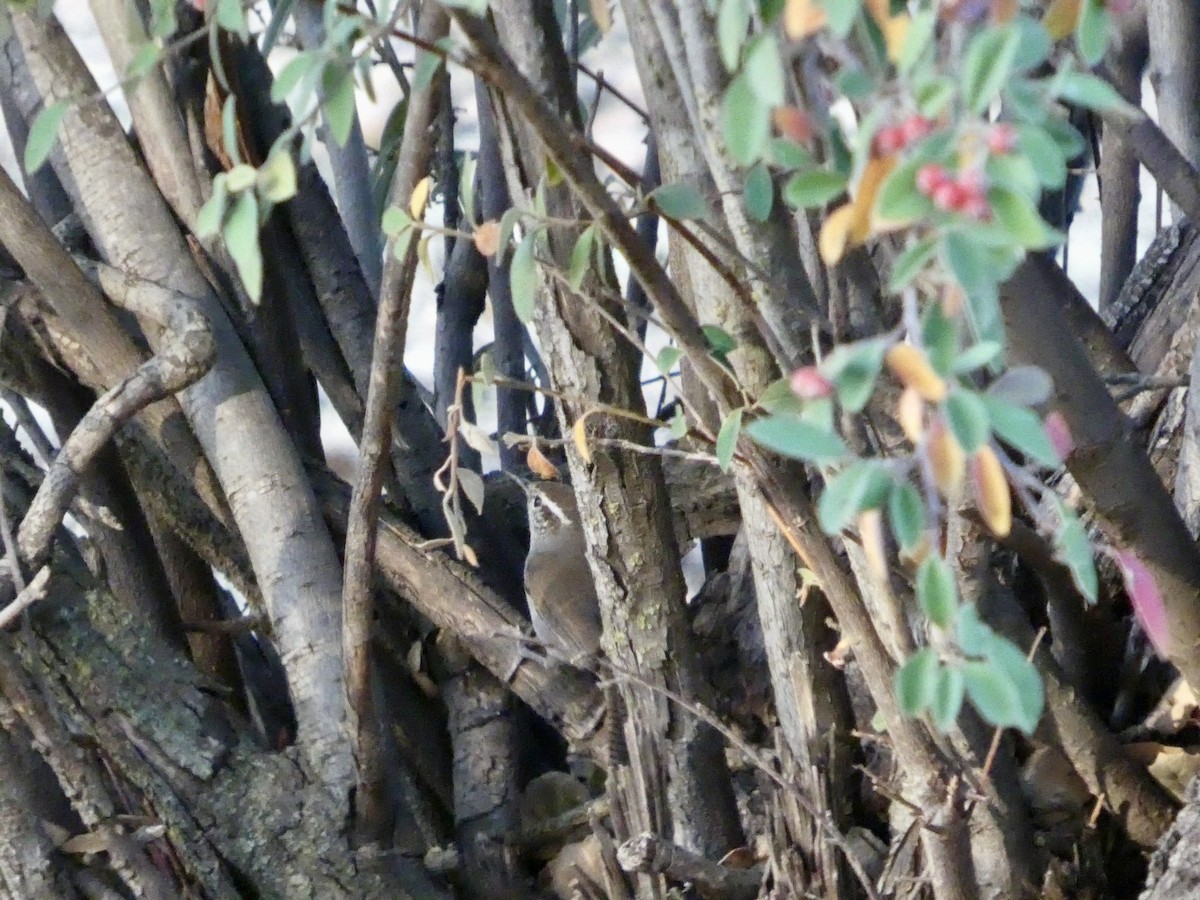 Підбуреник - ML645433072