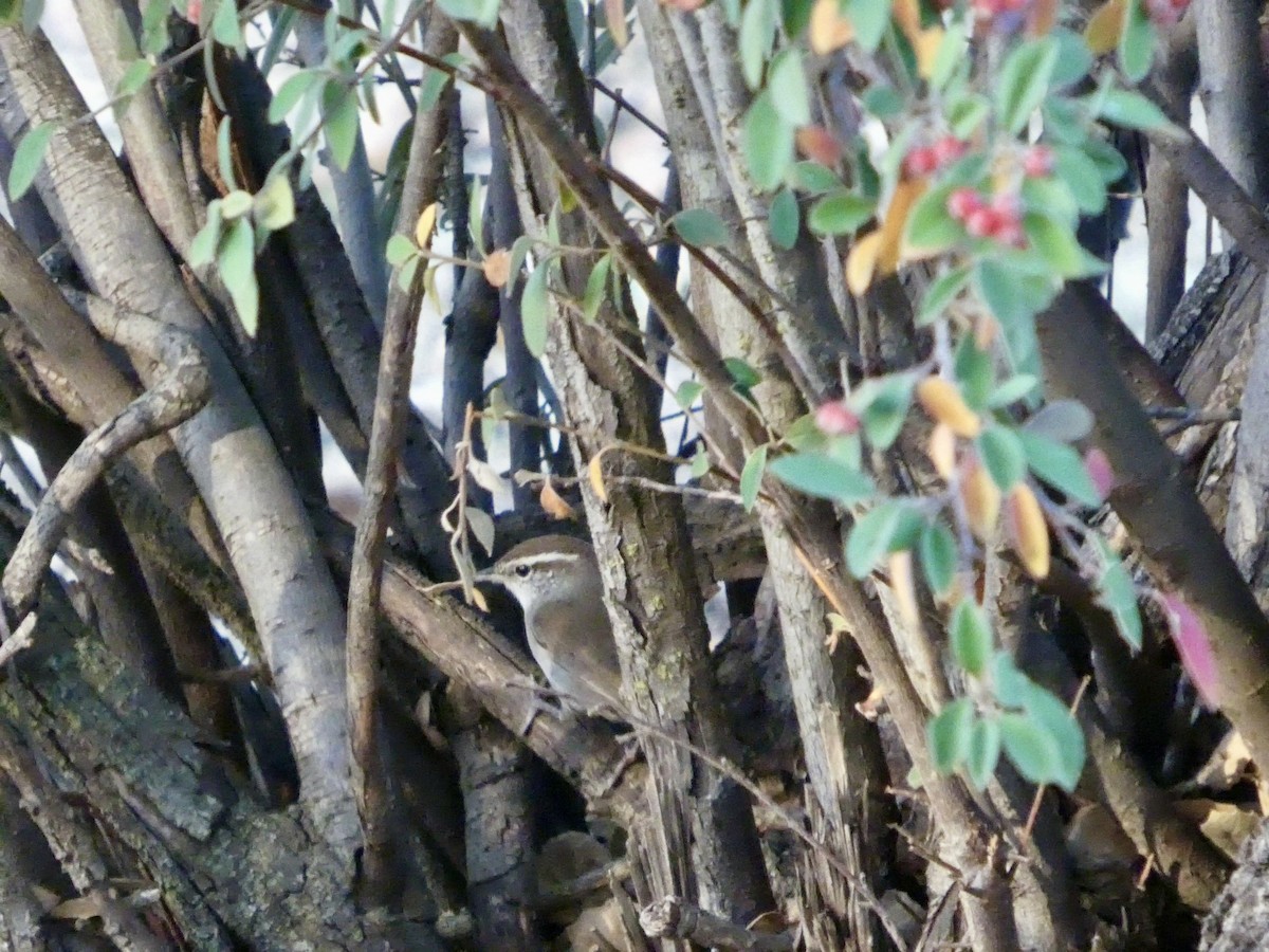 Підбуреник - ML645433073