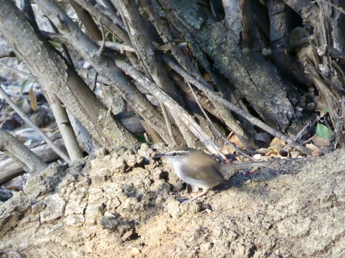 Підбуреник - ML645433074