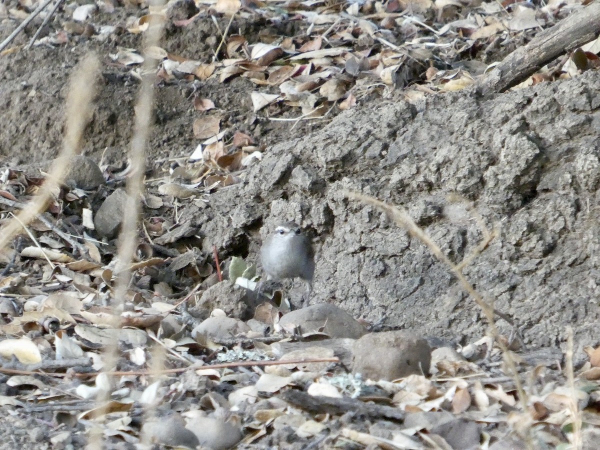 Підбуреник - ML645433075