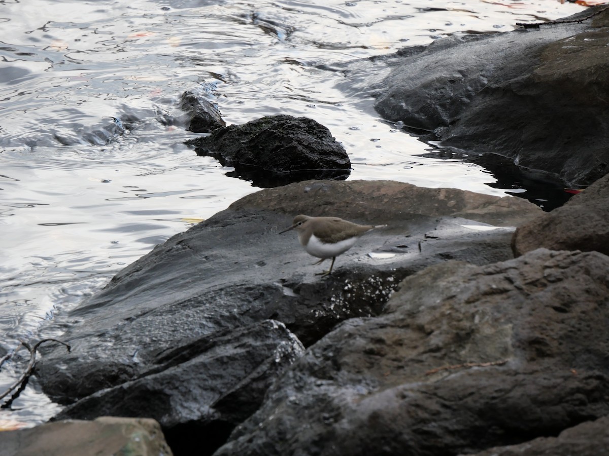 Набережник палеарктичний - ML645433079