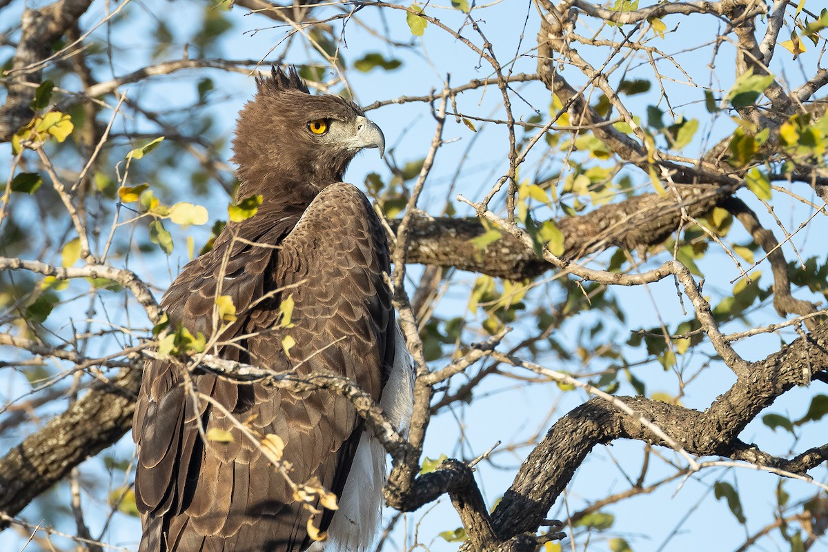 Martial Eagle - ML645433082