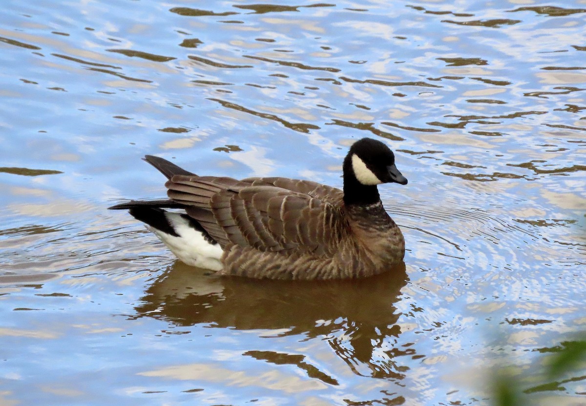 小加拿大雁 - ML645433084