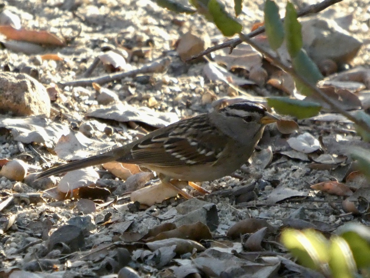 strnadec bělopásý - ML645433087