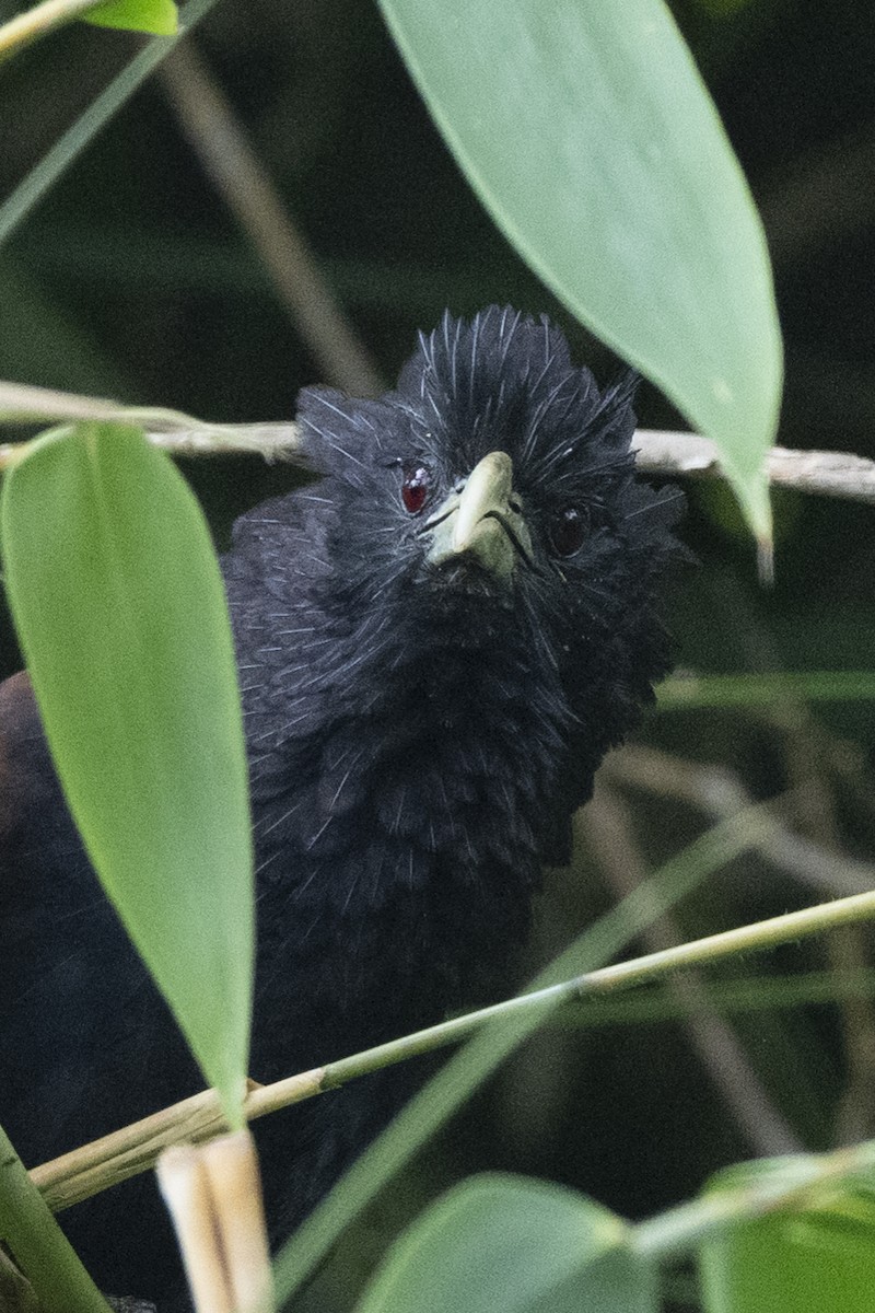 Шриланкийский кукаль - ML645433089