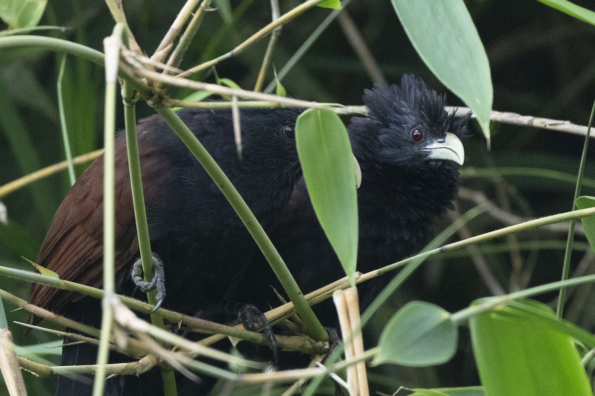 Шриланкийский кукаль - ML645433090