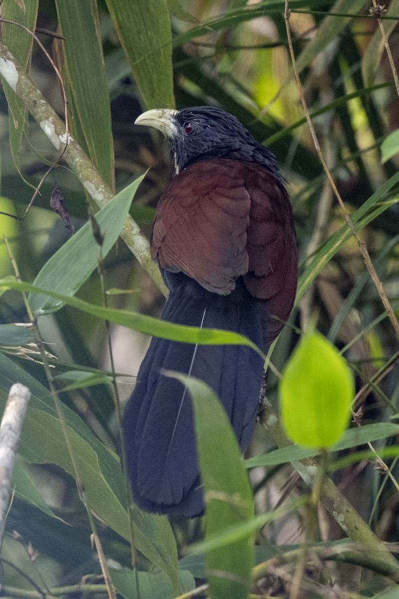 Шриланкийский кукаль - ML645433091