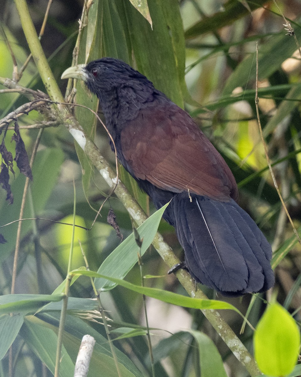 Шриланкийский кукаль - ML645433092