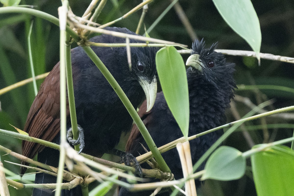Шриланкийский кукаль - ML645433093