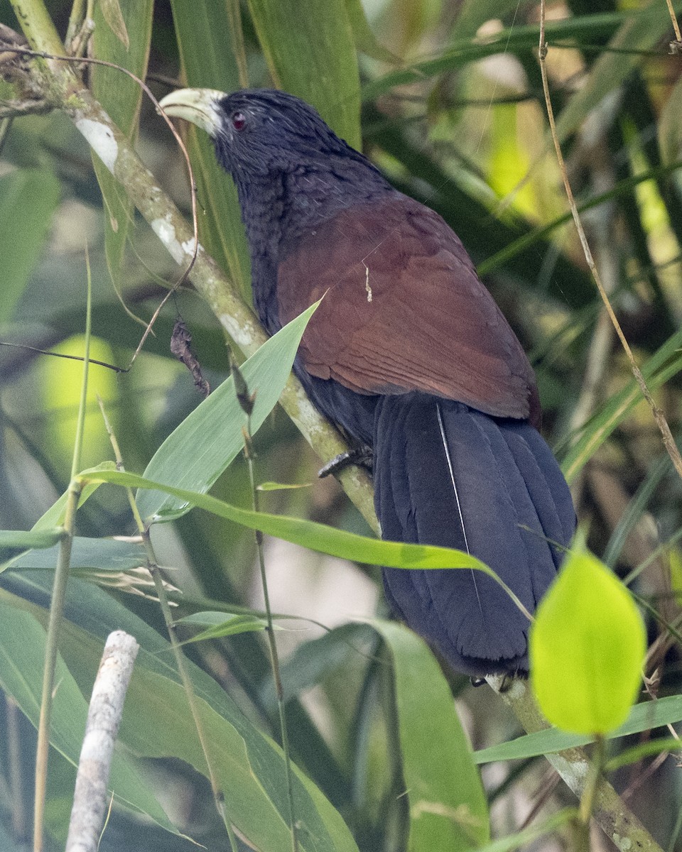Шриланкийский кукаль - ML645433094