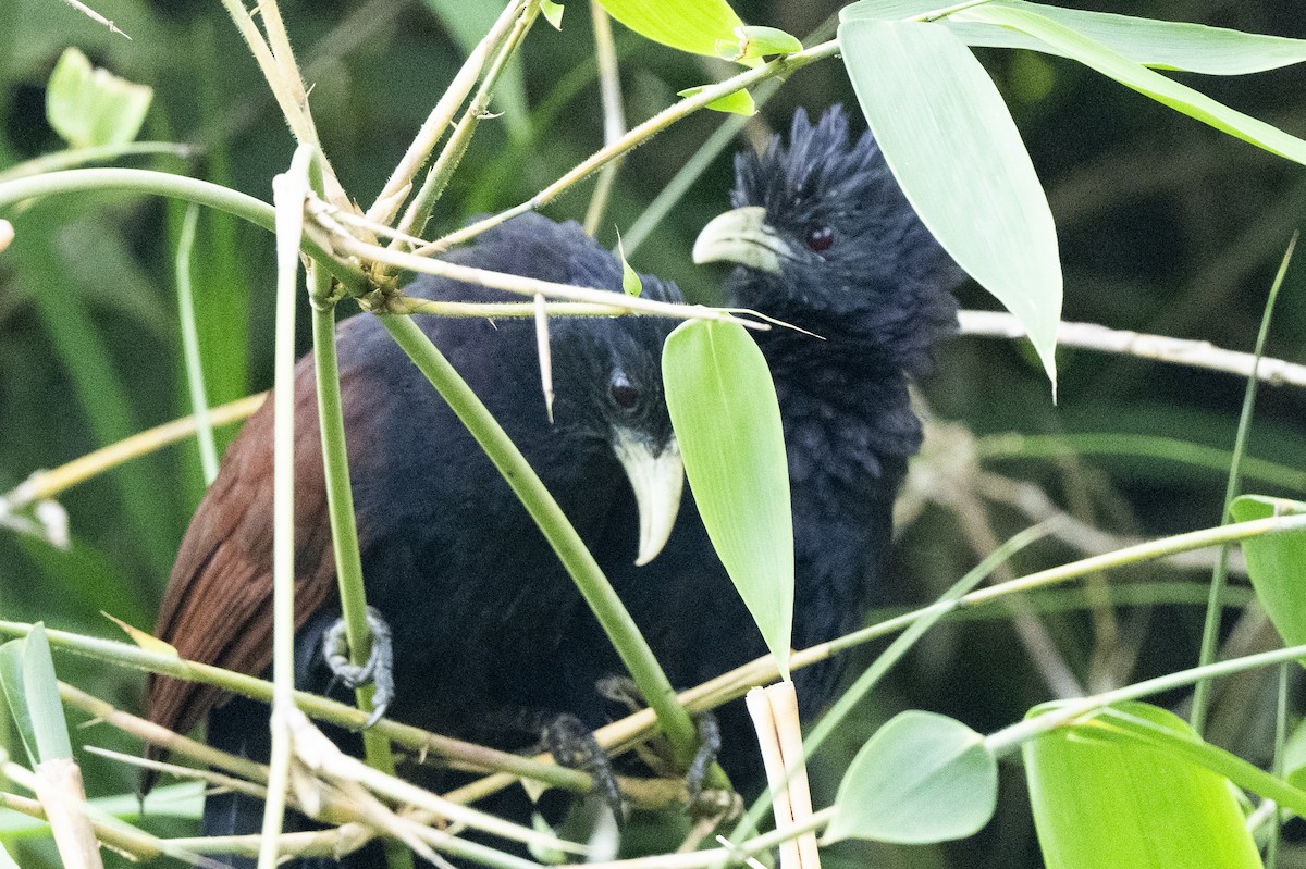 Шриланкийский кукаль - ML645433095