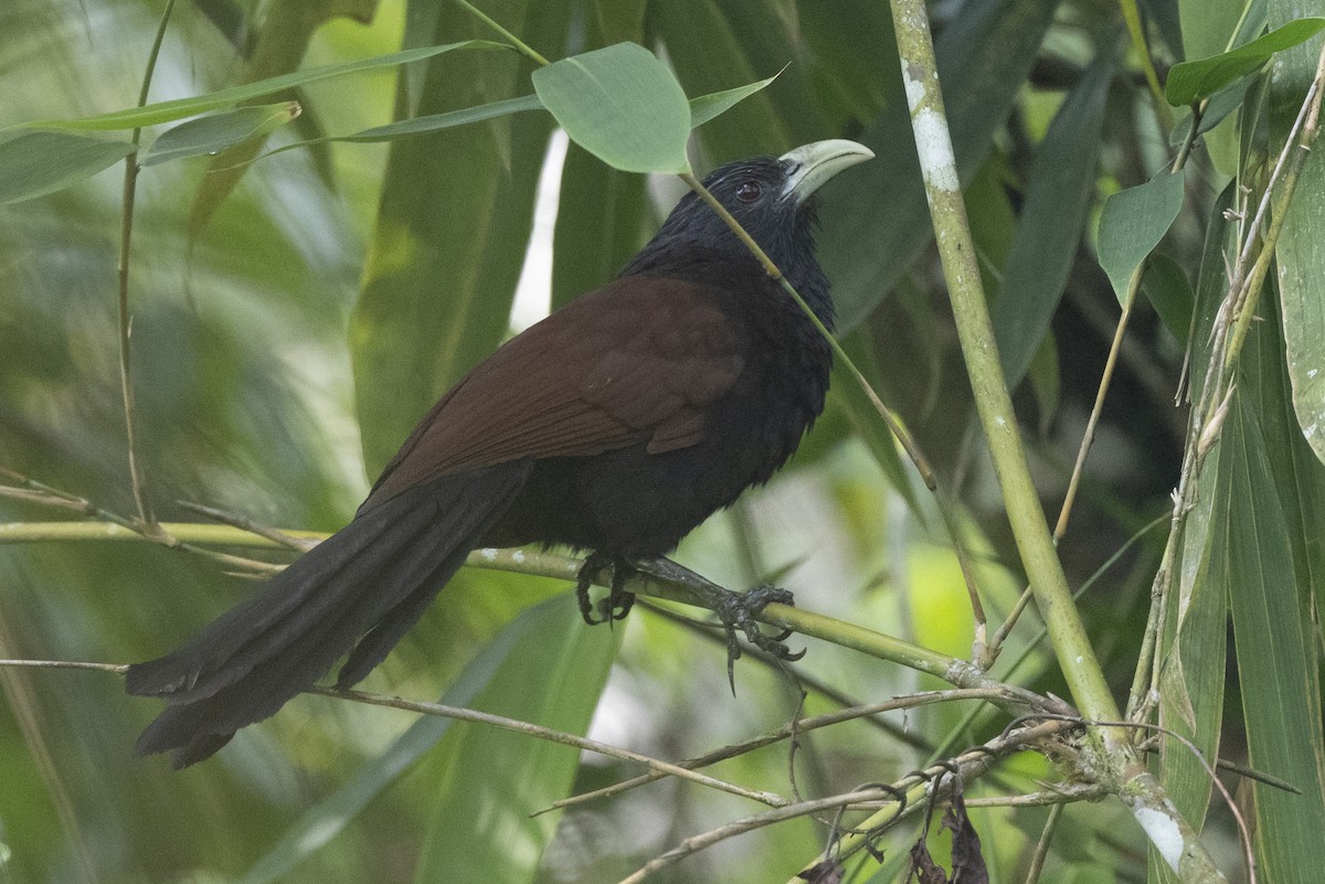 Шриланкийский кукаль - ML645433096