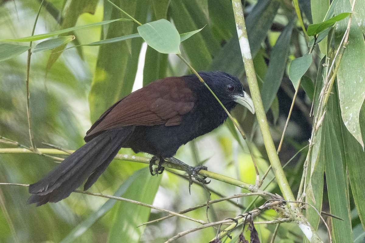 Шриланкийский кукаль - ML645433097