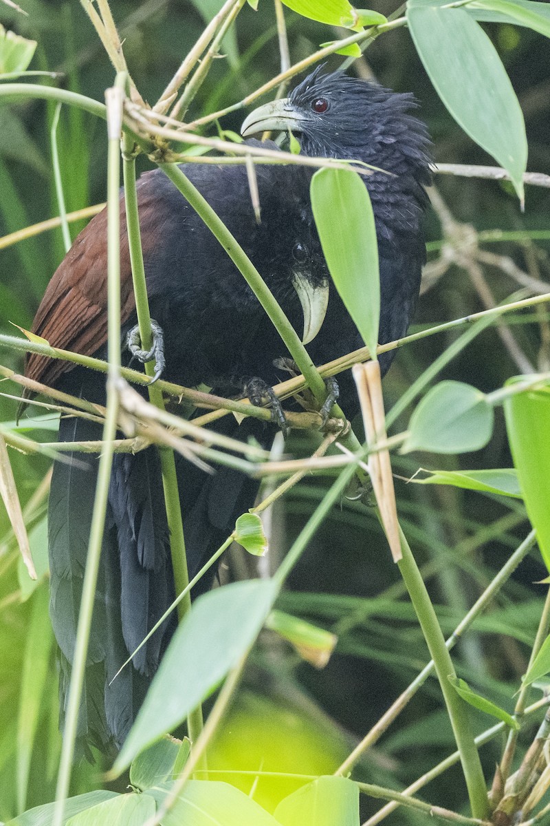 Шриланкийский кукаль - ML645433098