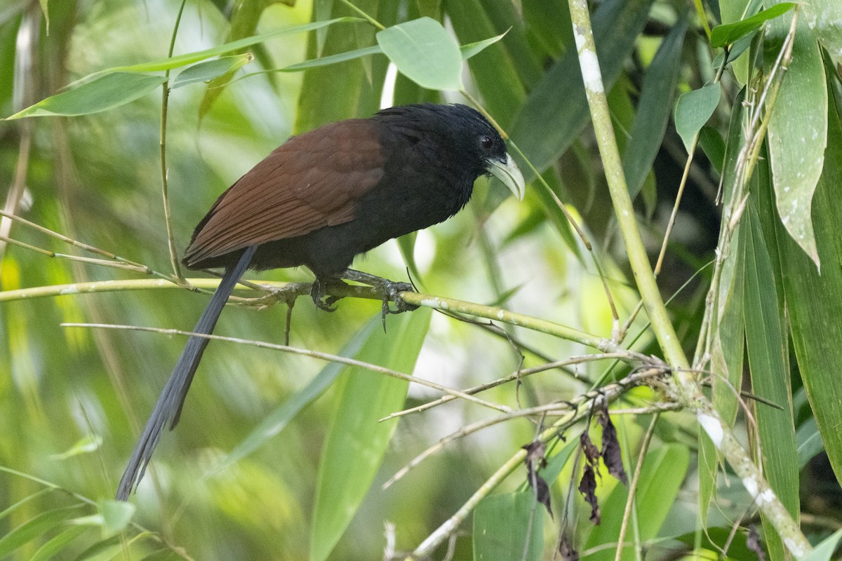 Шриланкийский кукаль - ML645433099