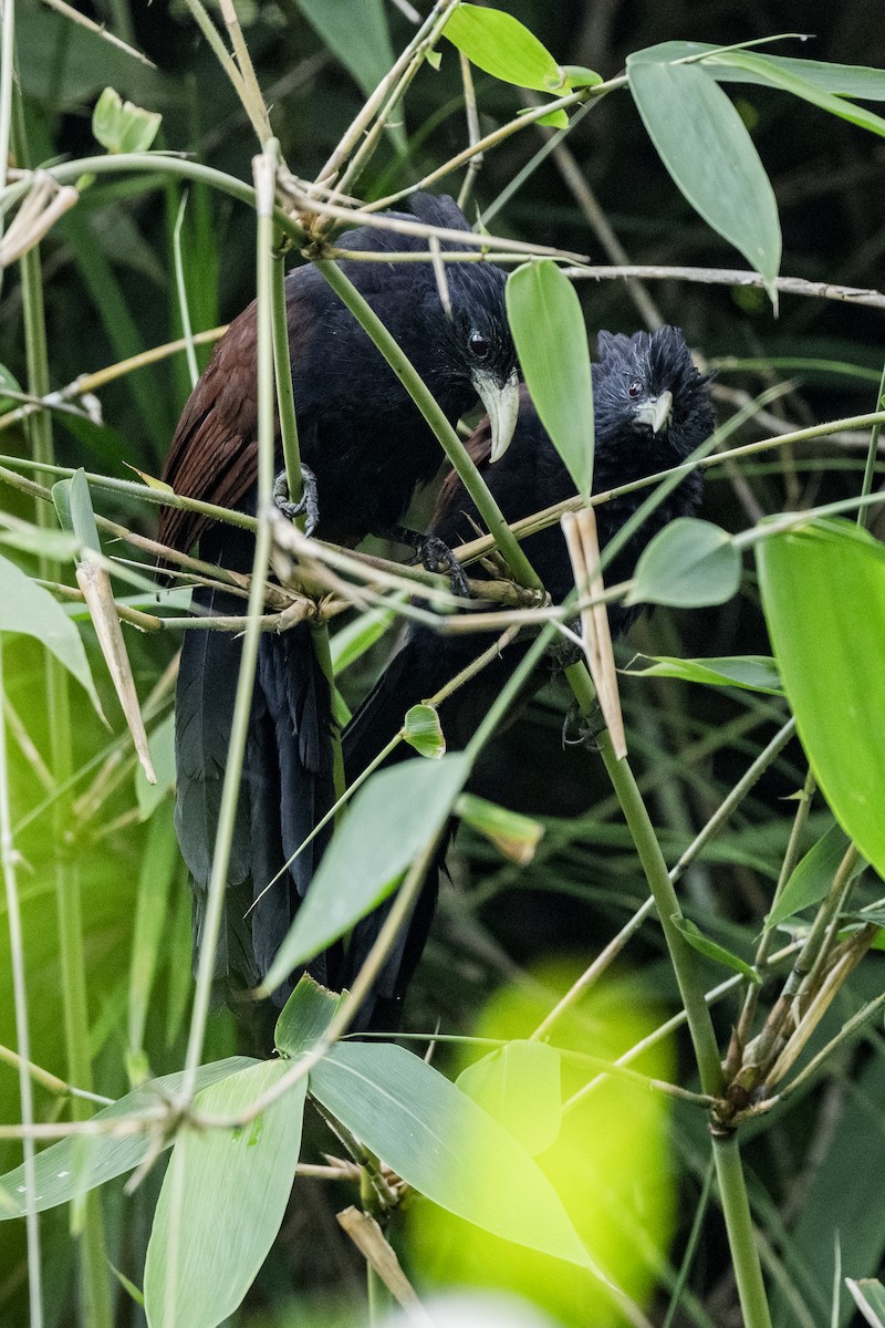 Шриланкийский кукаль - ML645433100