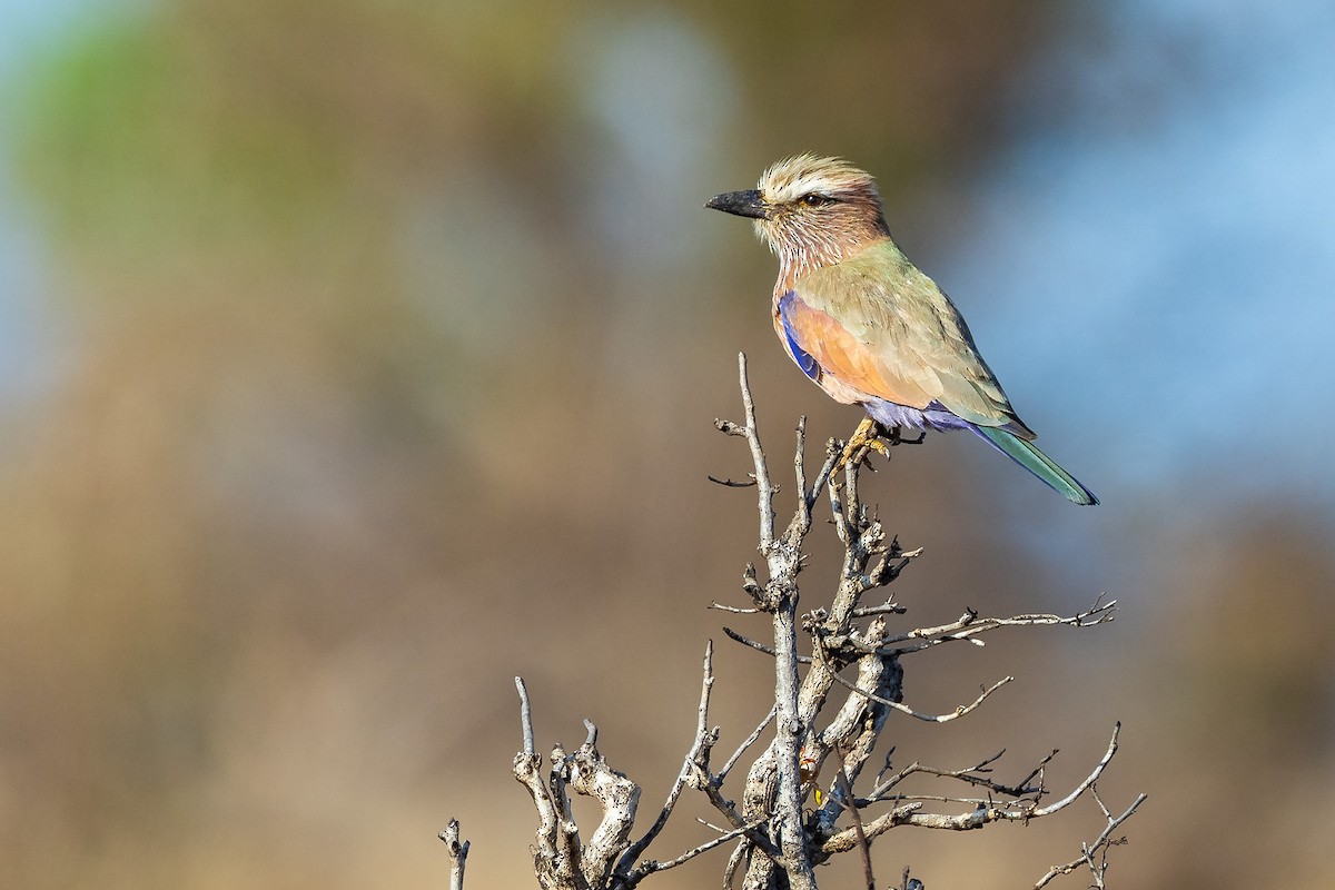 Purple Roller - ML645433102