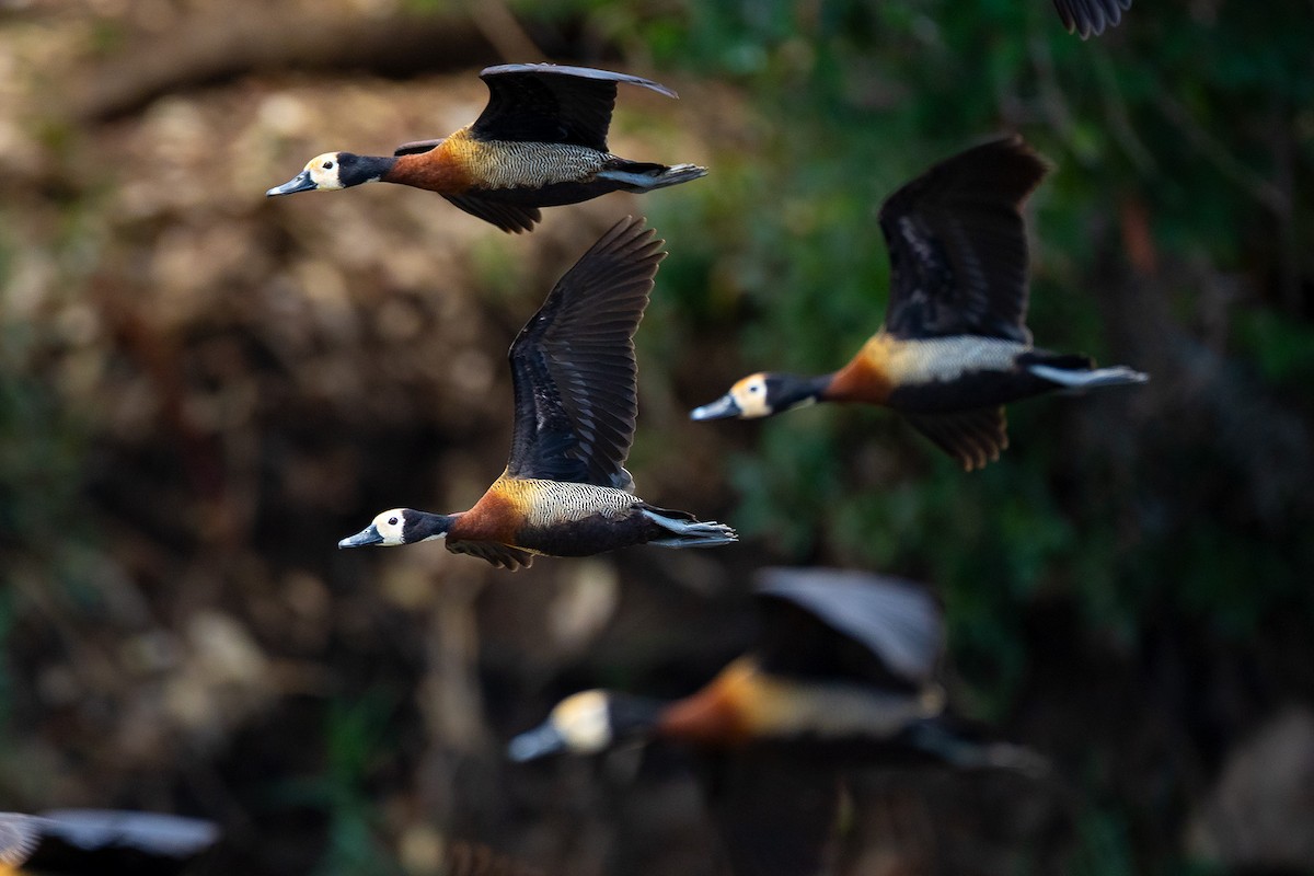 White-faced Whistling-Duck - ML645433107