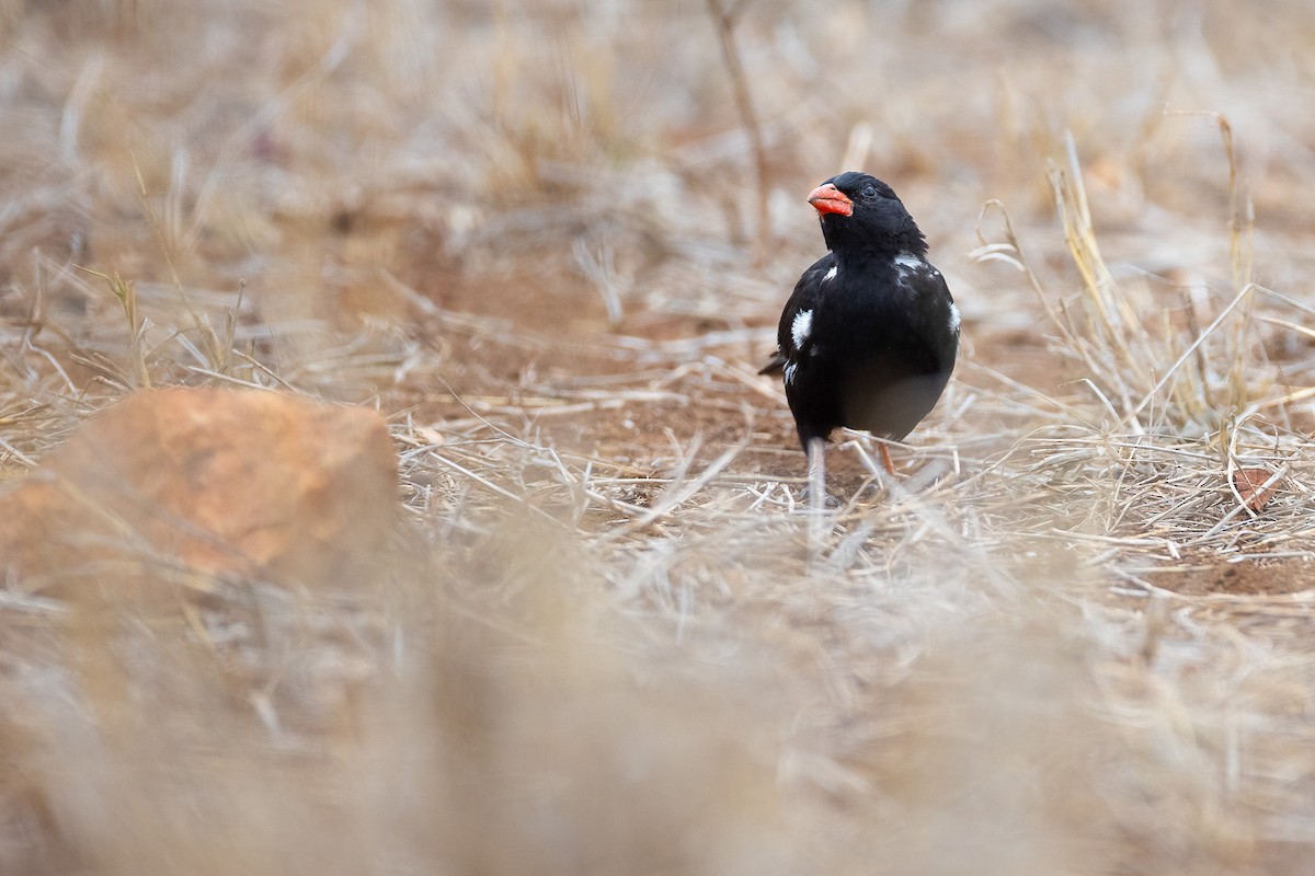 Red-billed Buffalo-Weaver - ML645433113