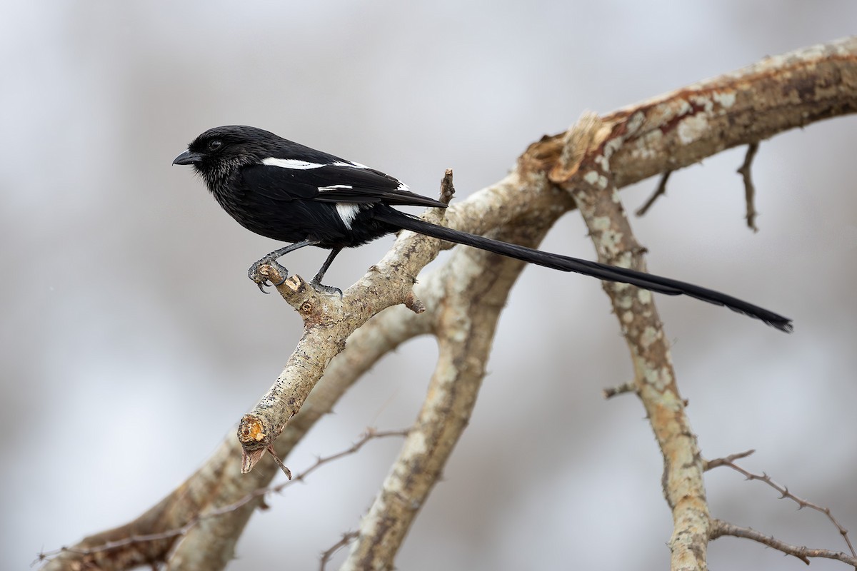 Magpie Shrike - ML645433117