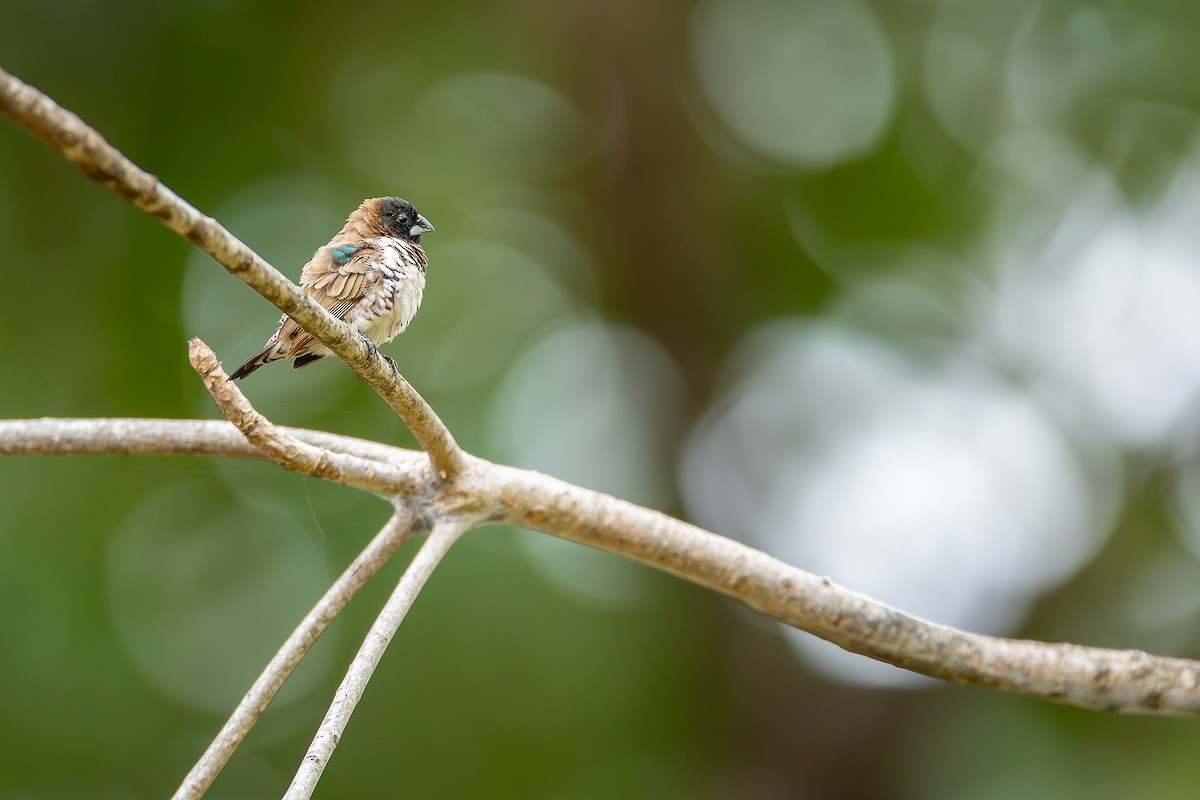 Bronze Mannikin - ML645433122