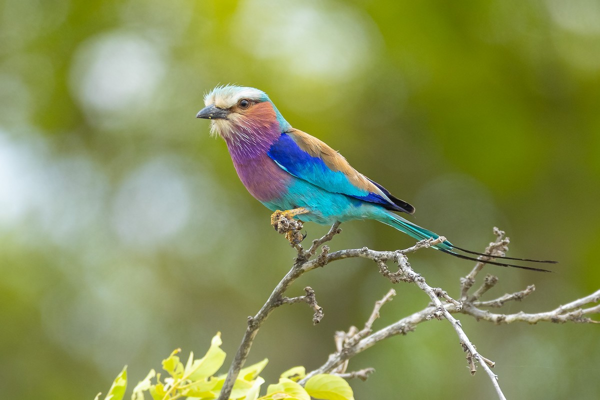 Lilac-breasted Roller - ML645433135