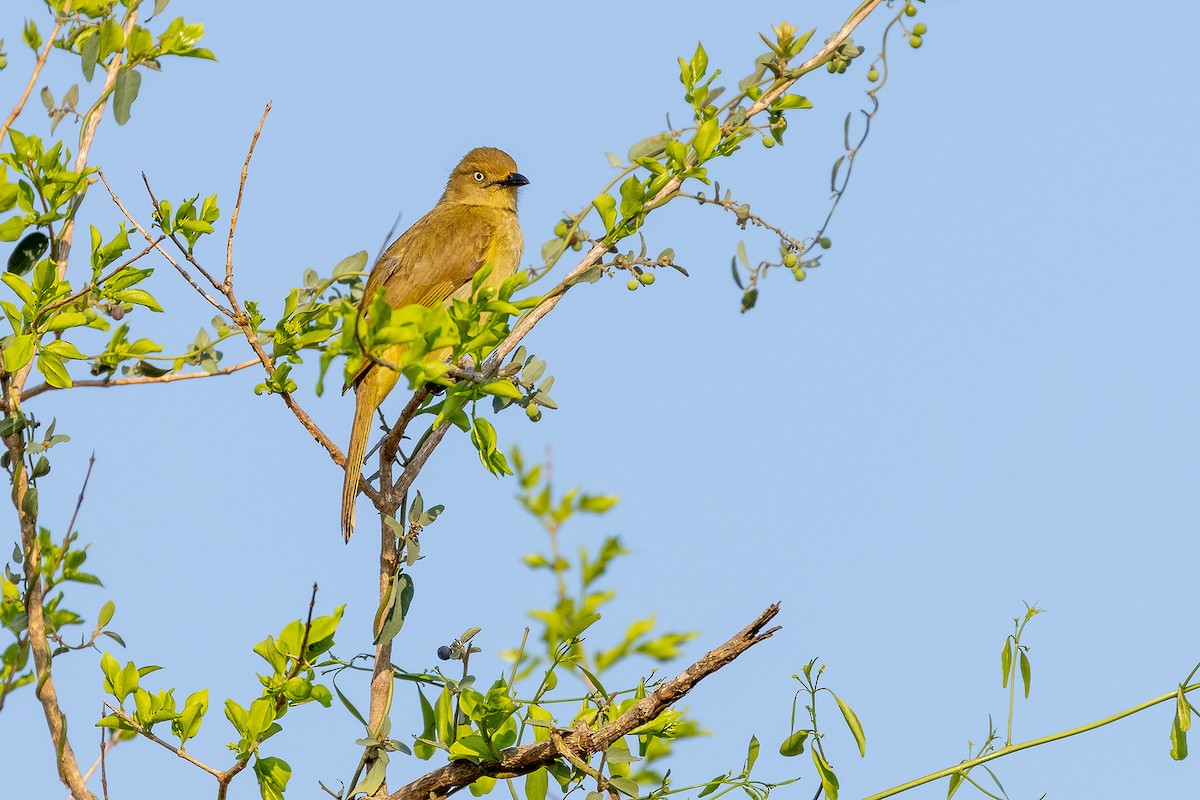 Sombre Greenbul - ML645433137