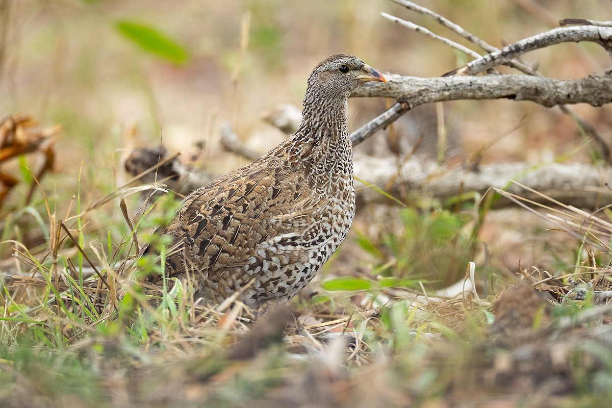 Natal Spurfowl - ML645433148