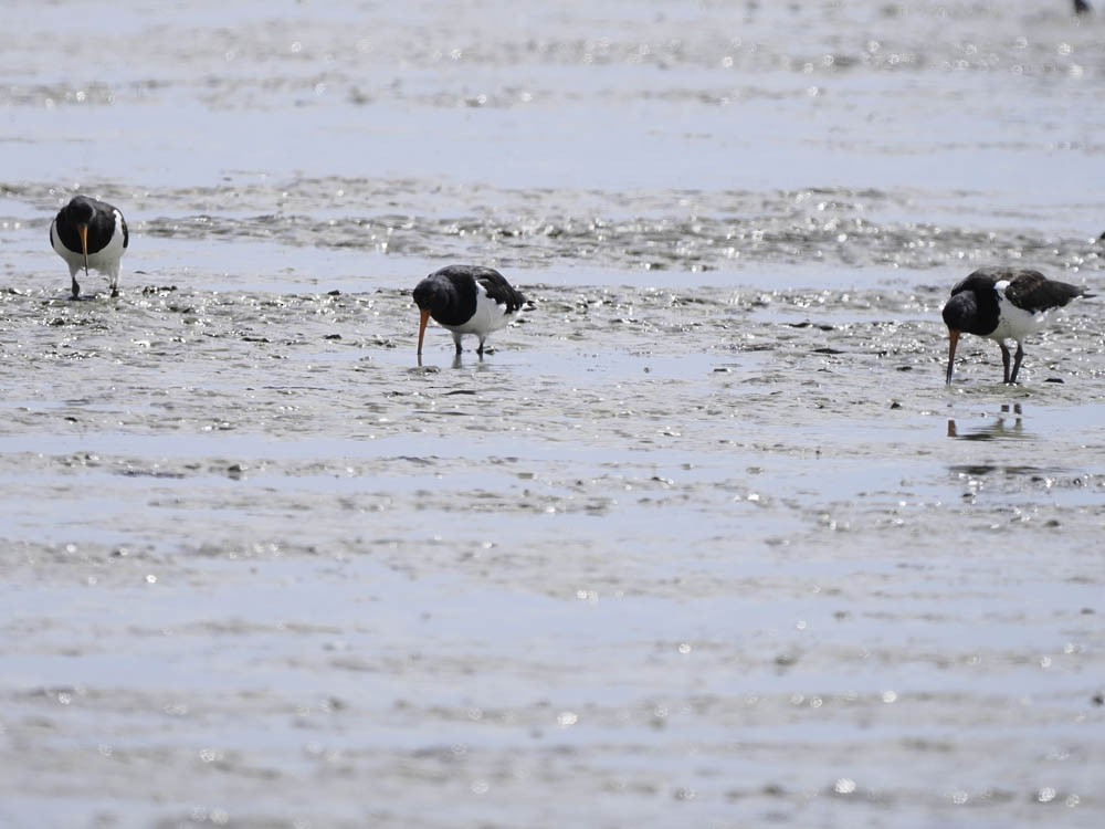 ústřičník jižní - ML645433157