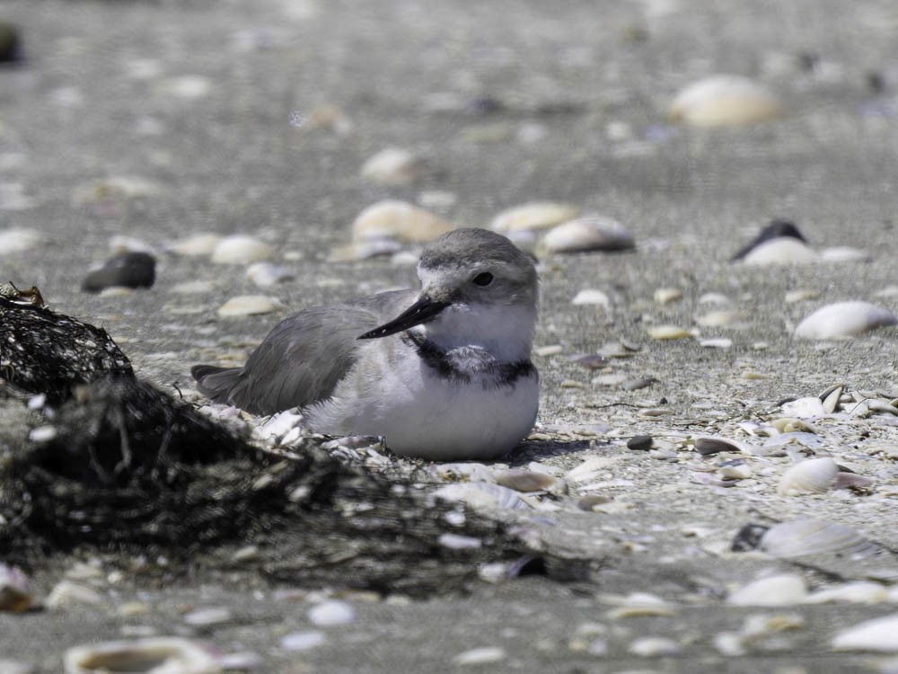 Wrybill - ML645433167