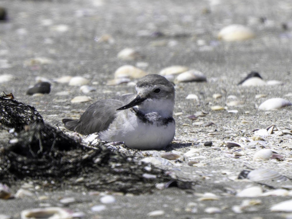 Wrybill - ML645433168