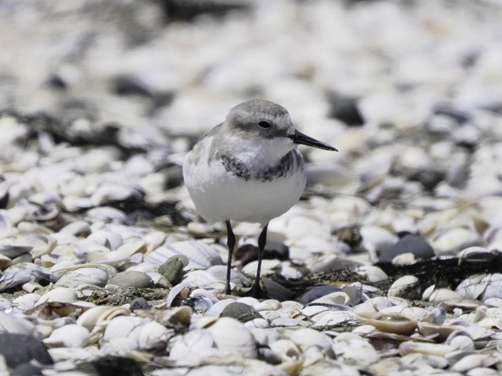 Wrybill - ML645433169